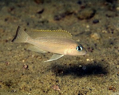 Neolamprologus leloupi 'Sibwesa'